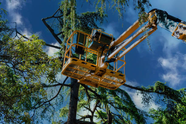 Reliable Monte Sereno, CA Tree Removal and Landscaping Services Solutions